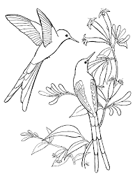 Desenhos de Beija flor para colorir - Desenhos Para Colorir