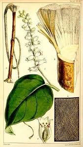 Image result for Synandrodaphne paradoxa