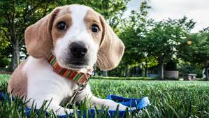 Dogs who eat a raw food diet that's high in calcium or bone might pass stool that is chalky and white. How To Decode Your Dog S Poop