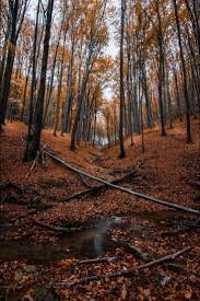 Better than any royalty free or stock photos. Beautiful Autumn Wallpapers Forest Color Nature Photography Landscape