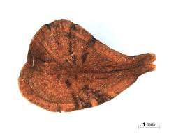 Image result for Farquharia