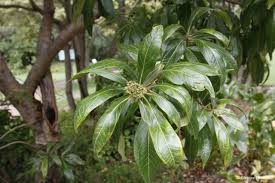 Image result for Heterotis canescens