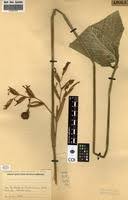 Image result for Sarcophrynium prionogonium