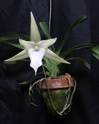 Image result for Angraecopsis parviflora
