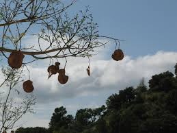 Image result for Stereospermum harmsianum