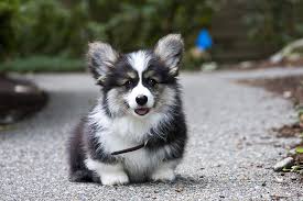 A Fluffy Didn T Know They Came With More Hair Than A Regular Ha Corgi Dog Cute Dogs Cute Animals