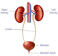 Home Kidney Function Tests Renal Disease Urine Test Strip 2 Tests Home Health Uk