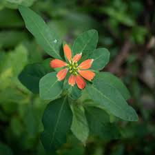 Image result for Euphorbia heterophylla