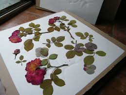 Pressing dried flowers isn't something i'd tried for many years. Make A Flower Press Dried Flower Crafts Pressed Flowers Dried Flowers Pressed Roses