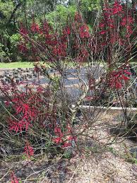 Image result for Rhynchosia divaricata