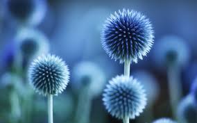 Mar 26, 2019 · fiori di campo: Fiori Azzurri Fiorista Significato Dei Fiori Azzurri