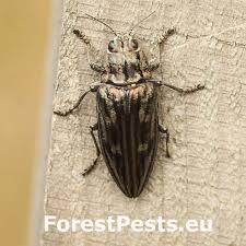 Image result for Buchnera cryptocephala