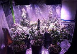 Get your garden ready with our innovative garden supplies! Which Led Grow Lights Are Best For Growing Cannabis Grow Weed Easy