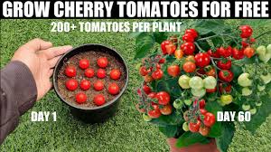 Most cherry tomatoes will take about 10 weeks to grow and start producing fruit. How To Grow Tomatoes Cherry Tomatoes Youtube