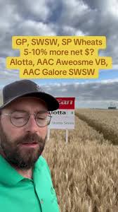 ND Stampede: Unveiling the Future of Spring Wheat in North Dakota