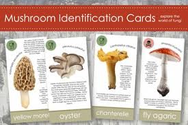 Mushroom Fungi Identification Cards Montessori Stuffed