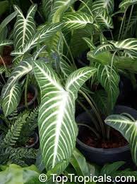 Caladium Lindenii Plant Catalogs Tropical Plants Plant Leaves