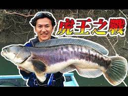 The site owner hides the web page description. è¬Žæ¨£å·¨å¤§é­šæ°´åº«ç¨±éœ¸æŒ'æˆ°24å°æ™‚ä¾†å›žæ›¾æ–‡æ°´åº«é‡£è™ŽçŽ‹å‚³èªªå°æ±º ç§‹è€è™Žæ­£è‚¥çŽ‹è€…ä¹‹æˆ°æ°´é¢ç‚¸è£‚é‡£é­šå¹³å°éœ²ç‡Ÿé‚„èƒ½é¤µè€é·¹æ¼æ¨‚çˆ½å ±