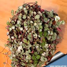 Image result for Ceropegia breviflora