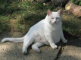 Kedi Bakimi