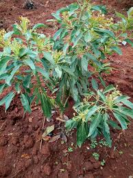 Browse all hass avocado recipes. Good Returns Through Hass Avocado Farming Oxfarm Organic Ltd