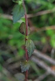 Image result for Alectra sessiliflora