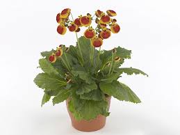 Image result for Calceolaria