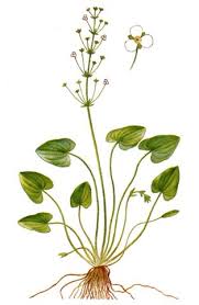 Image result for Caldesia parnassifolia