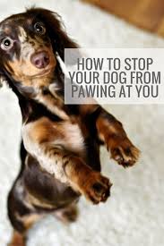 How Do I Stop My Dog From Pawing At Me On The Couch That Mutt Dog Training Obedience Dog Behavior Dog Obedience