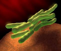 Image result for ‫البكتيريا الطبية متحركه‬‎