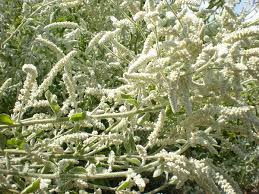 Image result for Aerva leucura