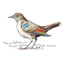 Nightingale Bird Ponder Med