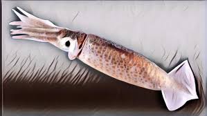 Perbedaan sotong dan cumi cumi (blekutak itu nama lain sotong, jadi blekutak = sotong). Perbedaan Cumi Dan Sotong Ternyata Beda Banget Loh Paragram Id