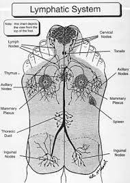 Reflexology Lymphatic System Reflexology Lymphatic