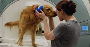 Do Dogs Miss Us When We Re Gone Psychology Today
