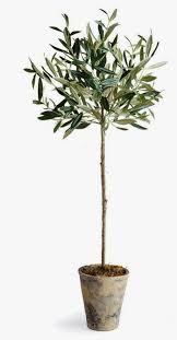 Olive Tree Nanajuul Dk Potted Olive Tree Potted Trees Faux Olive Tree