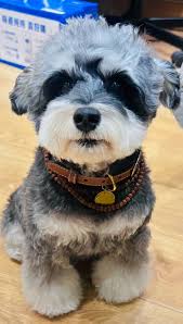 呆米狗生巅峰照又想起那句『 呆米呆米甜心honey 』[心] 女明星真好看～～～ 看来最近经纪人有帶妳做SAP 妳能跟他说說