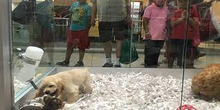 Maybe you would like to learn more about one of these? Undercover Probe Raises Questions About Some Nj Pet Shops