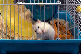 Invest in chew treats the best way to stop a hamster from biting the cage at night is to invest in hamster chew treats. Purchase How To Stop My Hamster From Biting The Cage Bars Up To 64 Off
