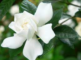 Pin On Flowers Meanings