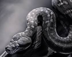 The great collection of kobe bryant wallpaper black mamba for desktop, laptop and mobiles. Black Mamba Hd Wallpapers Backgrounds