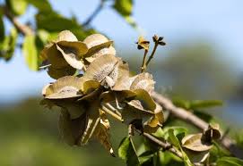 Image result for Combretum psidioides