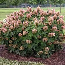 Image result for Hydrangea quercifolia