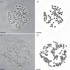 Image result for Asplenium diplazisorum