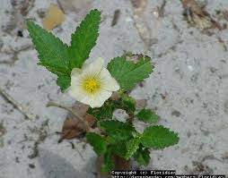 Image result for Sida chrysantha