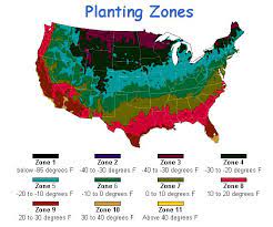 Most rhubarb varieties available today are perennial rhubarb which produces heavily during the growing season and is dormant during the winter months…dies to the ground. Simplesproutmom This Blog Is About Simple Ways To Garden For Food Herbs And Some Flowers No Matter How Black Or Green Your Thumbs Are