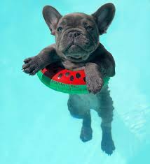 Before owning a french bulldog watch our videos & discover various french bulldog colors. Adorable Bulldog Draw Brindle English Bulldog Bulldog Names Bulldogclothes Bulldoginglesparaguay Bulldogin Super Cute Puppies Cute Baby Animals Cute Dogs