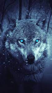 Each unsplash image was carefully curated and shot by a dedicated, skilled professional. Siberian Husky Wild Animal Wallpaper Wolf Wallpaper Animal Wallpaper
