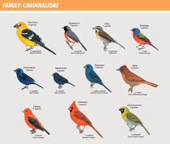 Birds Of South Africa Pictures And Names Get To Know Your Bird Families With A New Handbook Bird Species Bird Pictures Birds Pictures With Names