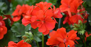 Il mondo dei fiori è assai ricco e complesso. Fiori Rossi Da Giardino Lista Dei Piu Belli Greenstyle